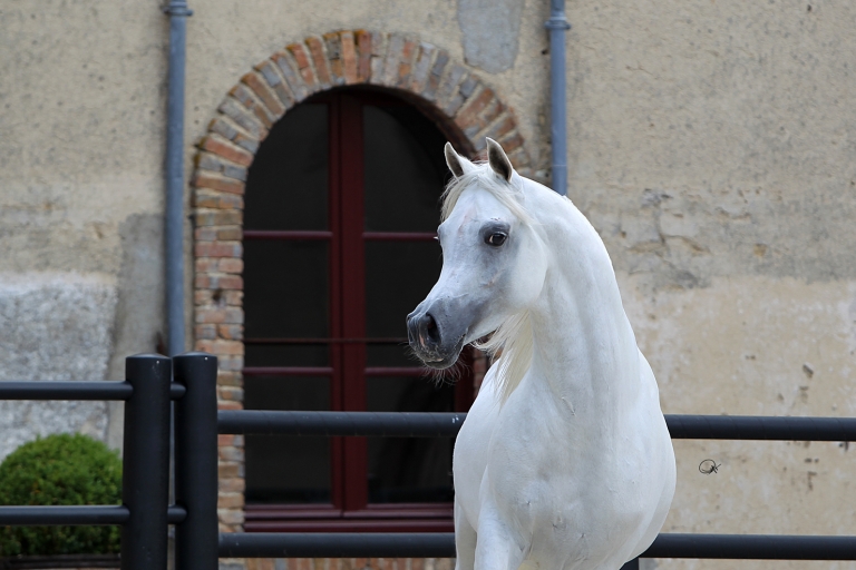 https://www.redwoodlodgearabians.com/core/image.php?src=app/media/uploads/website/30/photos/website_horses/2192/RL_Artique_8.jpg&width=768&height=512