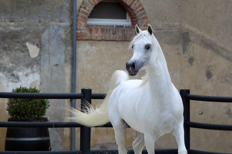 https://www.redwoodlodgearabians.com/core/image.php?src=app/media/uploads/website/30/photos/website_horses/2192/RL_Artique_9.jpg&width=768&height=512