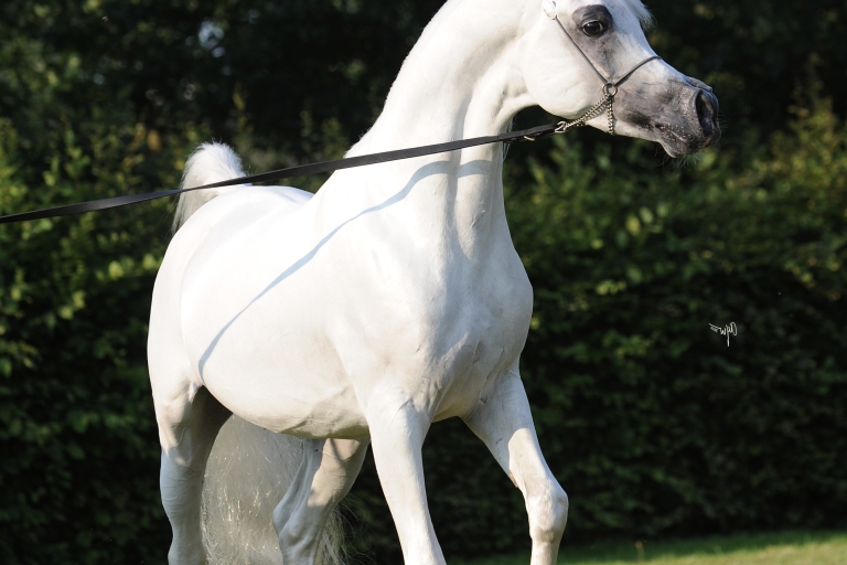 https://www.redwoodlodgearabians.com/core/image.php?src=app/media/uploads/website/30/photos/website_horses/2192/Redwood_Lodge_Artique_high_res_.jpg&width=768&height=512