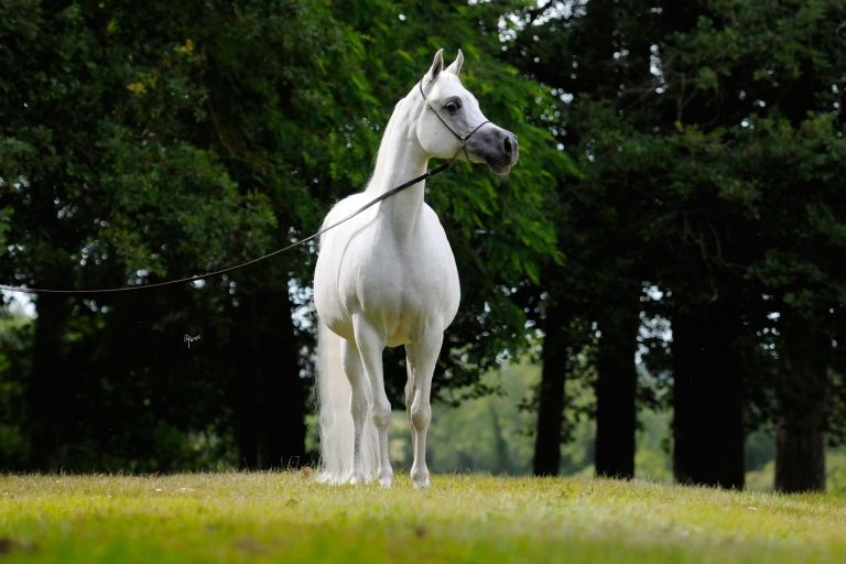https://www.redwoodlodgearabians.com/core/image.php?src=app/media/uploads/website/30/photos/website_horses/2193/Saffron_EYE5112web.jpg&width=768&height=512