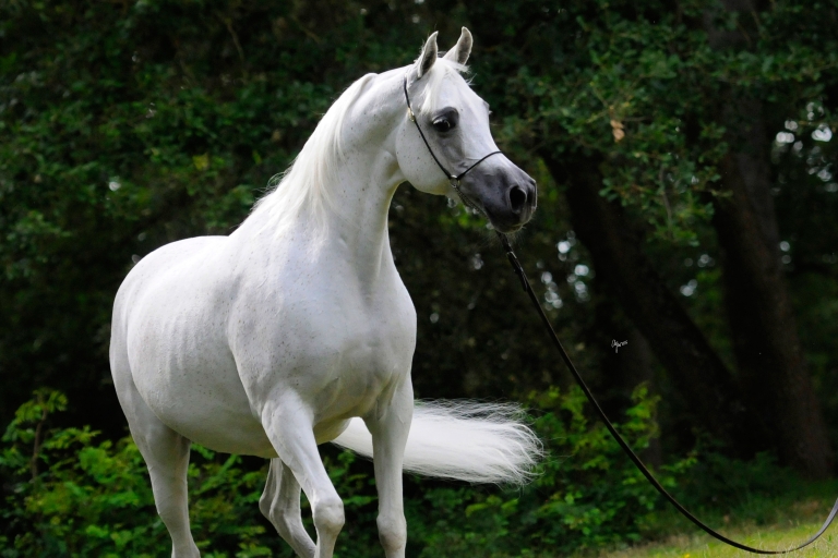 https://www.redwoodlodgearabians.com/core/image.php?src=app/media/uploads/website/30/photos/website_horses/2193/Saffron_EYE5122web.jpg&width=768&height=512