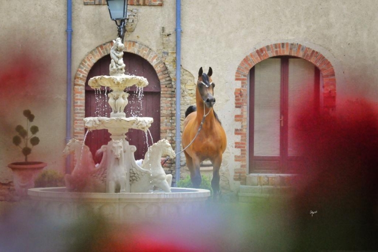 https://www.redwoodlodgearabians.com/core/image.php?src=app/media/uploads/website/30/photos/website_horses/2195/5643599f_b7af_4982_9adf_1e559d5a1c2f.JPG&width=768&height=512