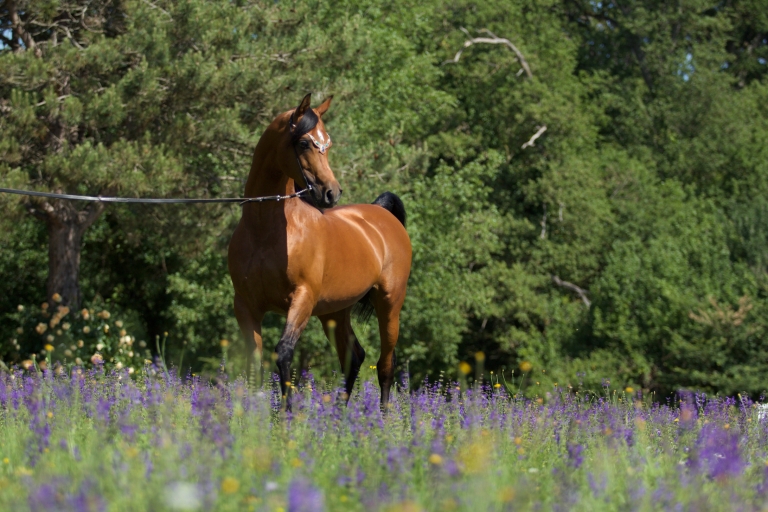 https://www.redwoodlodgearabians.com/core/image.php?src=app/media/uploads/website/30/photos/website_horses/2195/AbhaOmani.jpg&width=768&height=512