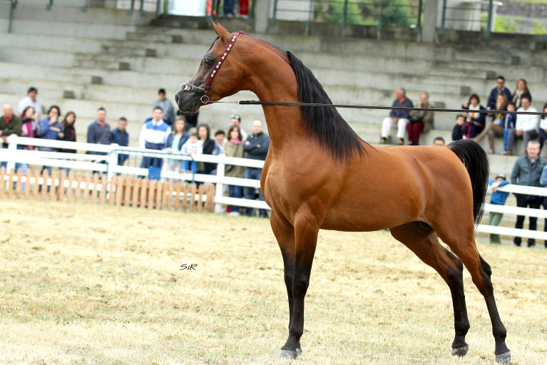 https://www.redwoodlodgearabians.com/core/image.php?src=app/media/uploads/website/30/photos/website_horses/2195/Abha_Omani_IMG_2968_copia.jpg&width=768&height=512
