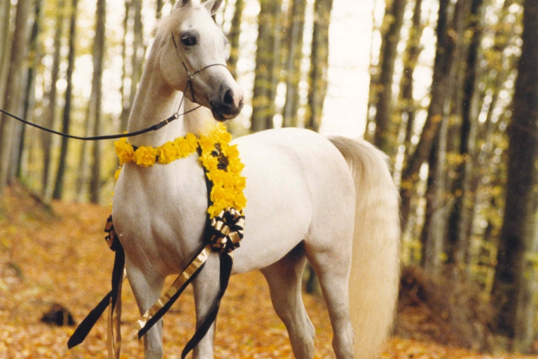 https://www.redwoodlodgearabians.com/core/image.php?src=app/media/uploads/website/30/photos/website_horses/2196/ROMANTIK300dpi.jpg&width=768&height=512