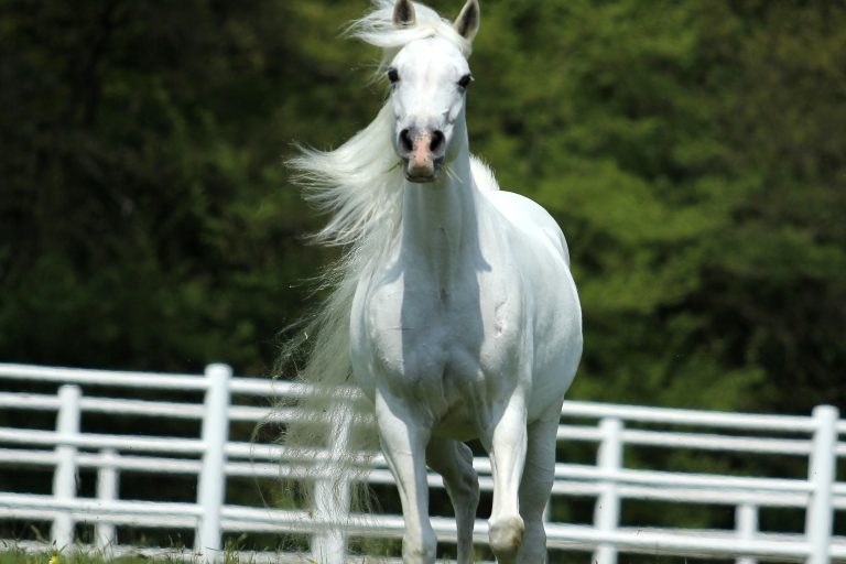 https://www.redwoodlodgearabians.com/core/image.php?src=app/media/uploads/website/30/photos/website_horses/2197/Redwood_Lodge_Samarah.jpg&width=768&height=512