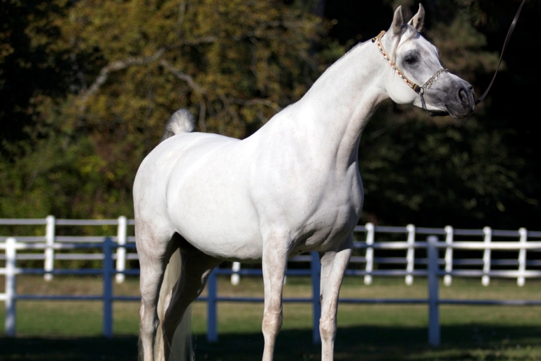 https://www.redwoodlodgearabians.com/core/image.php?src=app/media/uploads/website/30/photos/website_horses/2198/IMG_2215.JPG&width=768&height=512