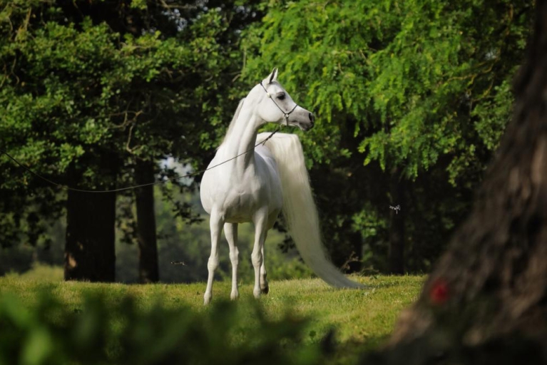 https://www.redwoodlodgearabians.com/core/image.php?src=app/media/uploads/website/30/photos/website_horses/2198/RL_Safaanah1.jpg&width=768&height=512