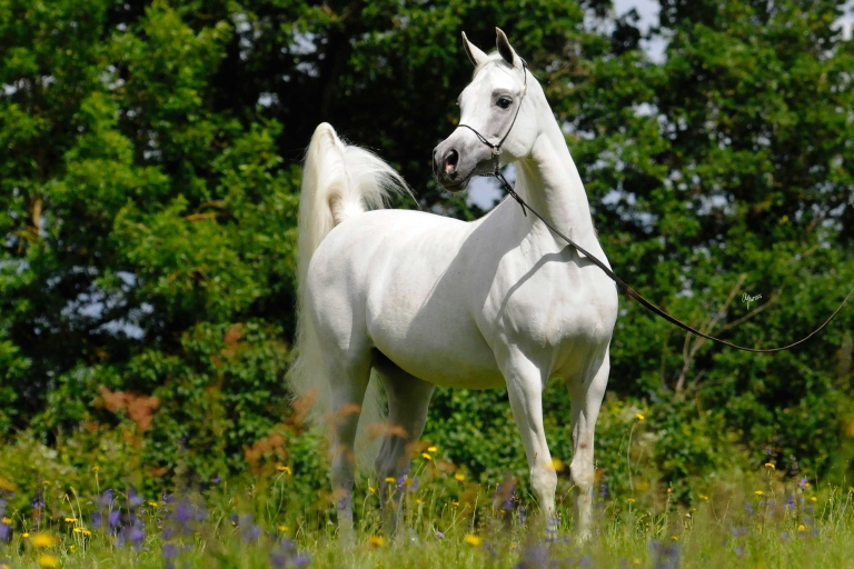 https://www.redwoodlodgearabians.com/core/image.php?src=app/media/uploads/website/30/photos/website_horses/2199/Safiraa_EYE4381web.jpg&width=768&height=512