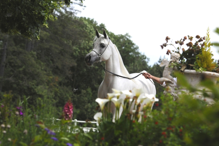 https://www.redwoodlodgearabians.com/core/image.php?src=app/media/uploads/website/30/photos/website_horses/2199/Safiraa_EYE4488web.jpg&width=768&height=512