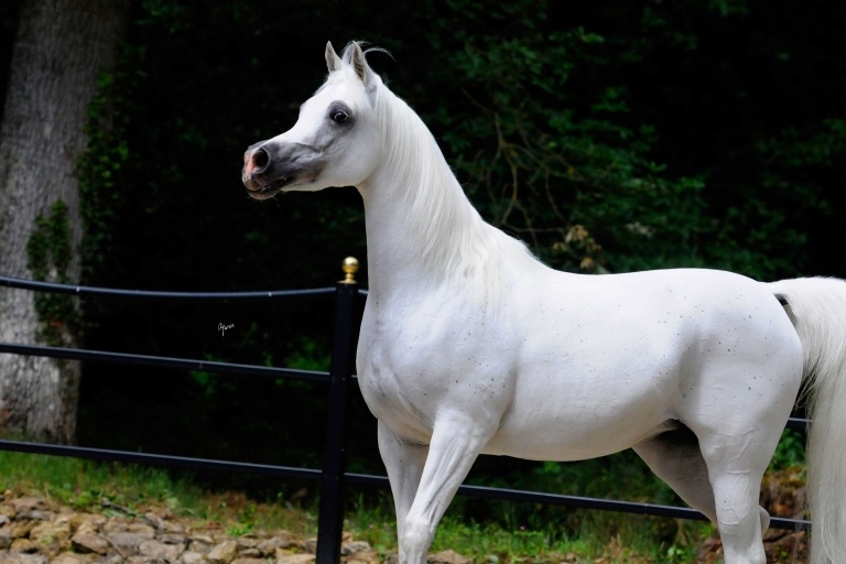 https://www.redwoodlodgearabians.com/core/image.php?src=app/media/uploads/website/30/photos/website_horses/2200/Samsara_EYE4658web.jpg&width=768&height=512