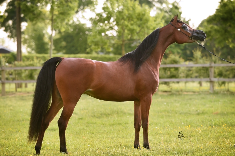 https://www.redwoodlodgearabians.com/core/image.php?src=app/media/uploads/website/30/photos/website_horses/2201/6034_SCHOUKENS_0516_810.jpg&width=768&height=512