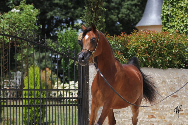 https://www.redwoodlodgearabians.com/core/image.php?src=app/media/uploads/website/30/photos/website_horses/2201/Argentinaa.jpg&width=768&height=512