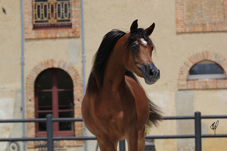 https://www.redwoodlodgearabians.com/core/image.php?src=app/media/uploads/website/30/photos/website_horses/2201/Argentinaa2.jpg&width=768&height=512