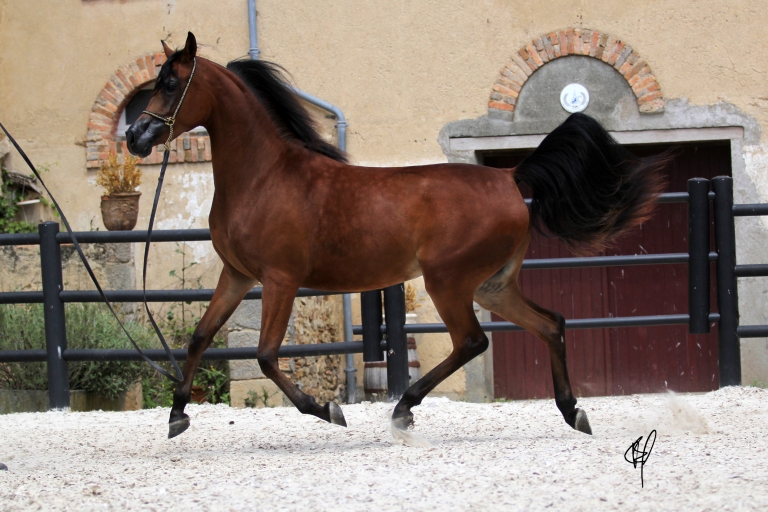 https://www.redwoodlodgearabians.com/core/image.php?src=app/media/uploads/website/30/photos/website_horses/2201/Argentinaa3.jpg&width=768&height=512