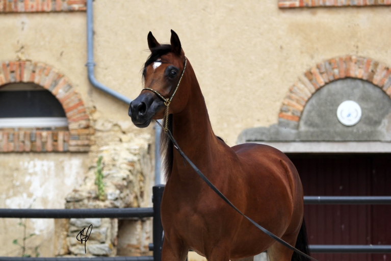 https://www.redwoodlodgearabians.com/core/image.php?src=app/media/uploads/website/30/photos/website_horses/2201/Argentinaa4.jpg&width=768&height=512