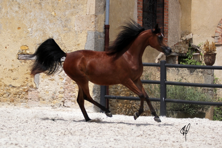 https://www.redwoodlodgearabians.com/core/image.php?src=app/media/uploads/website/30/photos/website_horses/2201/Argentinaa5.jpg&width=768&height=512