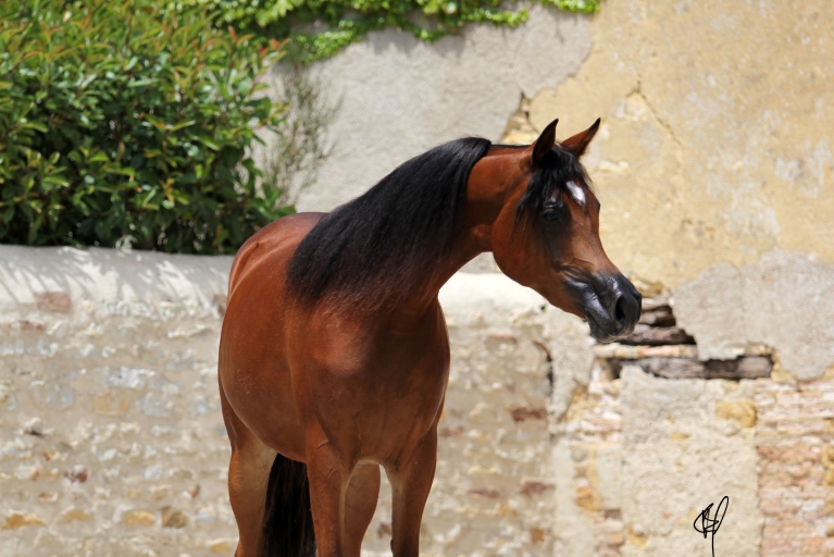 https://www.redwoodlodgearabians.com/core/image.php?src=app/media/uploads/website/30/photos/website_horses/2201/Argentinaa6.jpg&width=768&height=512