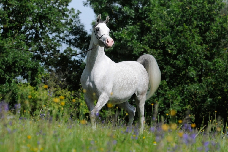 https://www.redwoodlodgearabians.com/core/image.php?src=app/media/uploads/website/30/photos/website_horses/2202/Espaana_EYE5402web.jpg&width=768&height=512