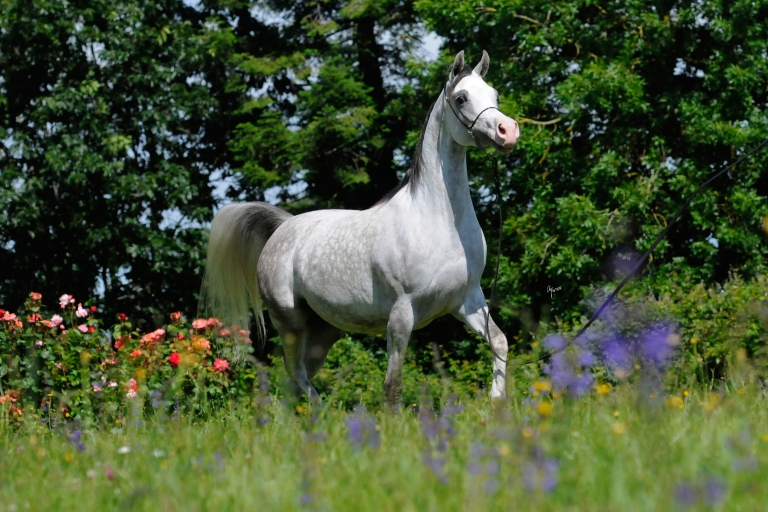 https://www.redwoodlodgearabians.com/core/image.php?src=app/media/uploads/website/30/photos/website_horses/2202/Espaana_EYE5409web.jpg&width=768&height=512