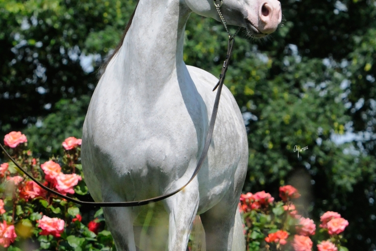 https://www.redwoodlodgearabians.com/core/image.php?src=app/media/uploads/website/30/photos/website_horses/2202/Espaana_EYE5446web.jpg&width=768&height=512