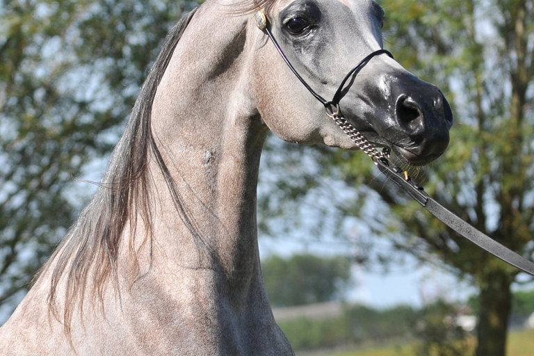 https://www.redwoodlodgearabians.com/core/image.php?src=app/media/uploads/website/30/photos/website_horses/2203/Gina_web3.jpg&width=768&height=512