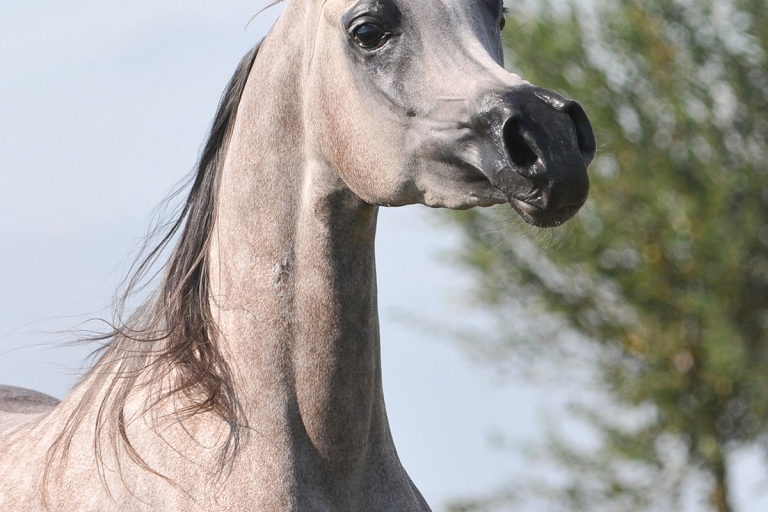 https://www.redwoodlodgearabians.com/core/image.php?src=app/media/uploads/website/30/photos/website_horses/2203/Gina_web4.jpg&width=768&height=512