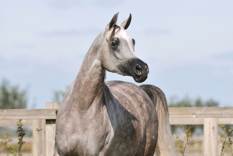 https://www.redwoodlodgearabians.com/core/image.php?src=app/media/uploads/website/30/photos/website_horses/2203/Gina_web5.jpg&width=768&height=512