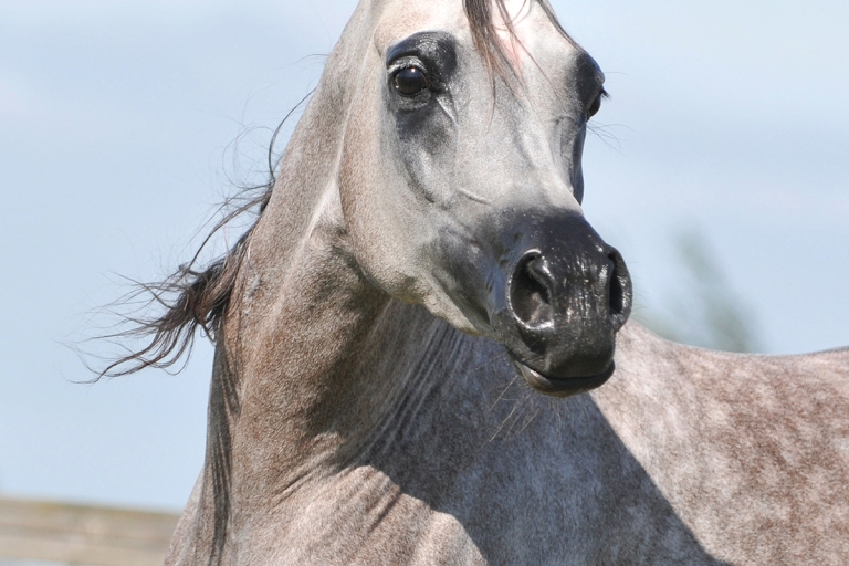 https://www.redwoodlodgearabians.com/core/image.php?src=app/media/uploads/website/30/photos/website_horses/2203/Gina_web6.jpg&width=768&height=512