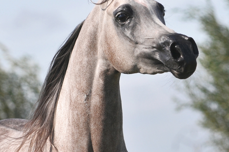 https://www.redwoodlodgearabians.com/core/image.php?src=app/media/uploads/website/30/photos/website_horses/2203/Gina_web7.jpg&width=768&height=512