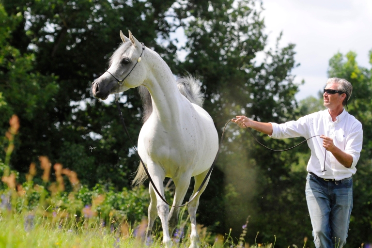 https://www.redwoodlodgearabians.com/core/image.php?src=app/media/uploads/website/30/photos/website_horses/2204/Romantikaa_EYE4847web.jpg&width=768&height=512
