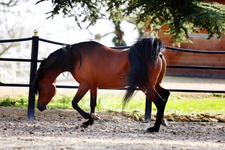https://www.redwoodlodgearabians.com/core/image.php?src=app/media/uploads/website/30/photos/website_horses/2205/73f892bb_757e_4143_b542_3bc07b0a77ab.JPG&width=768&height=512