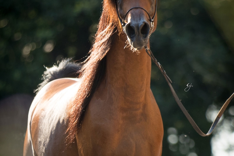 https://www.redwoodlodgearabians.com/core/image.php?src=app/media/uploads/website/30/photos/website_horses/2205/EcuadorGJ_5180web.jpg&width=768&height=512