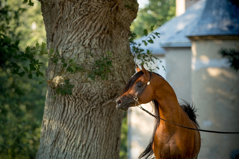 https://www.redwoodlodgearabians.com/core/image.php?src=app/media/uploads/website/30/photos/website_horses/2205/Ecuador_Web.jpg&width=768&height=512