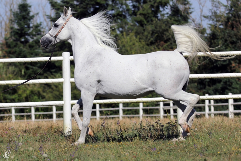 https://www.redwoodlodgearabians.com/core/image.php?src=app/media/uploads/website/30/photos/website_horses/2206/Yazmeena_Estopa2.jpg&width=768&height=512