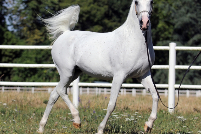 https://www.redwoodlodgearabians.com/core/image.php?src=app/media/uploads/website/30/photos/website_horses/2206/Yazmeena_Estopa3.jpg&width=768&height=512