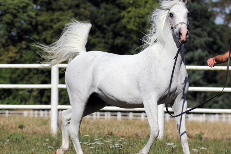 https://www.redwoodlodgearabians.com/core/image.php?src=app/media/uploads/website/30/photos/website_horses/2206/yazmeena_estopa.jpg&width=768&height=512