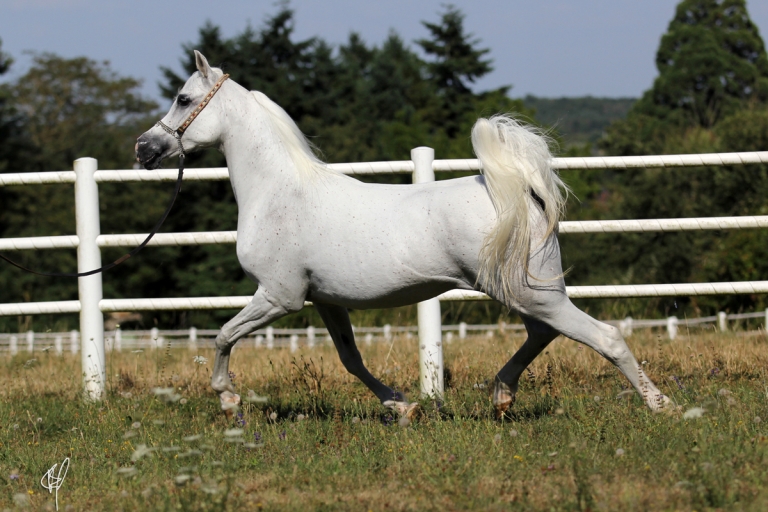 https://www.redwoodlodgearabians.com/core/image.php?src=app/media/uploads/website/30/photos/website_horses/2206/yazmeena_estopa4.jpg&width=768&height=512