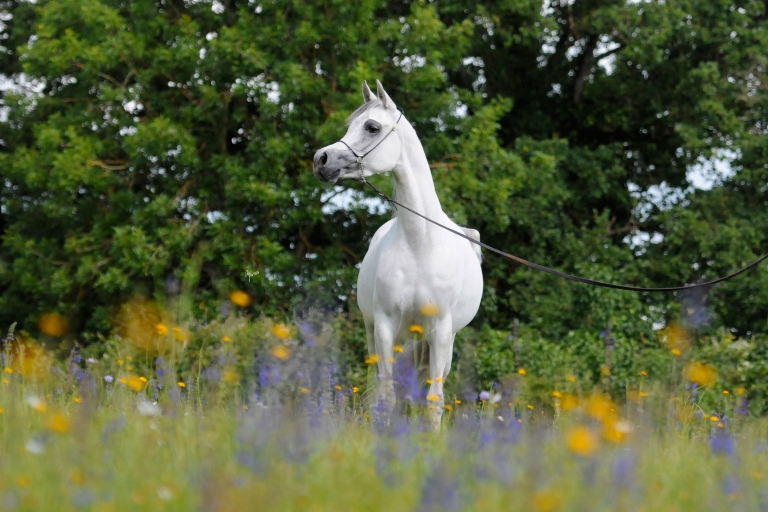 https://www.redwoodlodgearabians.com/core/image.php?src=app/media/uploads/website/30/photos/website_horses/2208/Sephoriaa_EYE4244web.jpg&width=768&height=512