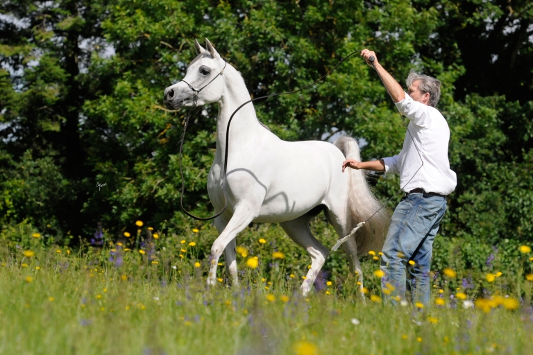 https://www.redwoodlodgearabians.com/core/image.php?src=app/media/uploads/website/30/photos/website_horses/2208/Sephoriaa_EYE4320web.jpg&width=768&height=512