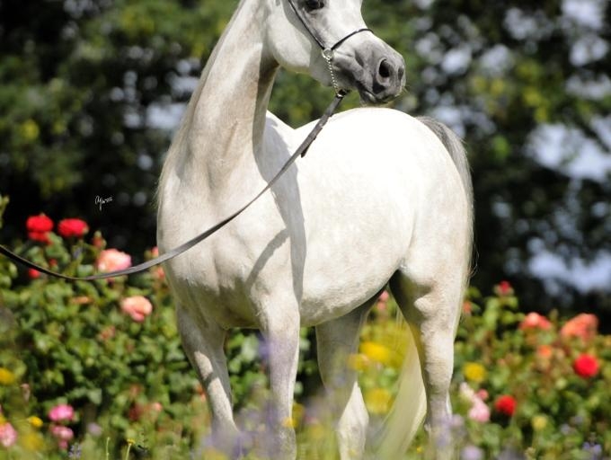 https://www.redwoodlodgearabians.com/core/image.php?src=app/media/uploads/website/30/photos/website_horses/2209/IMG_3215.JPG&width=768&height=512