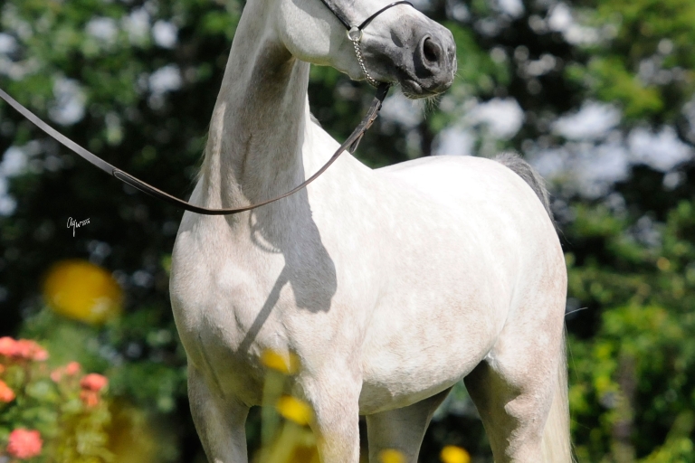 https://www.redwoodlodgearabians.com/core/image.php?src=app/media/uploads/website/30/photos/website_horses/2209/serafina_EYE4118web.jpg&width=768&height=512