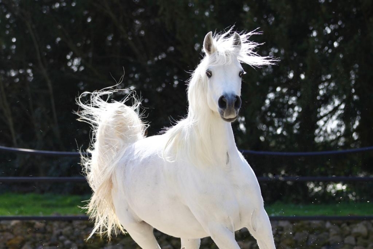 https://www.redwoodlodgearabians.com/core/image.php?src=app/media/uploads/website/30/photos/website_horses/2211/1d83323b_ad13_42b0_a95a_84afbcd91699.JPG&width=768&height=512