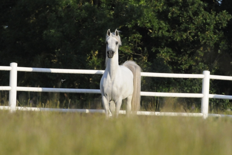 https://www.redwoodlodgearabians.com/core/image.php?src=app/media/uploads/website/30/photos/website_horses/2211/Margaritaa_EYE6151web.jpg&width=768&height=512