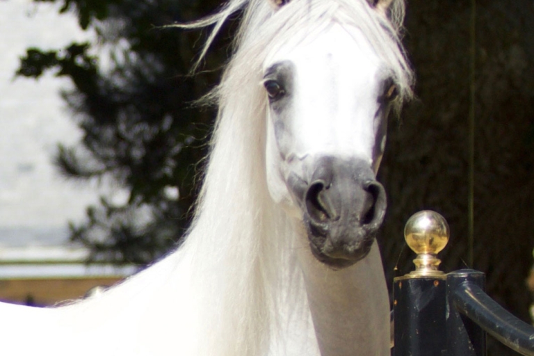https://www.redwoodlodgearabians.com/core/image.php?src=app/media/uploads/website/30/photos/website_horses/2211/Margaritaa_web.jpg&width=768&height=512