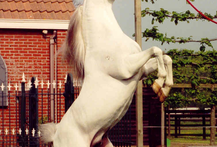 https://www.redwoodlodgearabians.com/core/image.php?src=app/media/uploads/website/30/photos/website_horses/2212/Espano_Estopa1.jpg&width=768&height=512