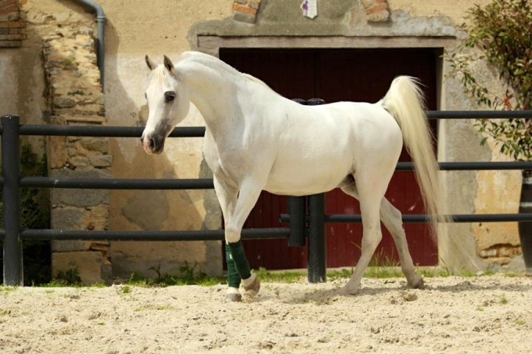 https://www.redwoodlodgearabians.com/core/image.php?src=app/media/uploads/website/30/photos/website_horses/2213/IMG_0074.jpg&width=768&height=512