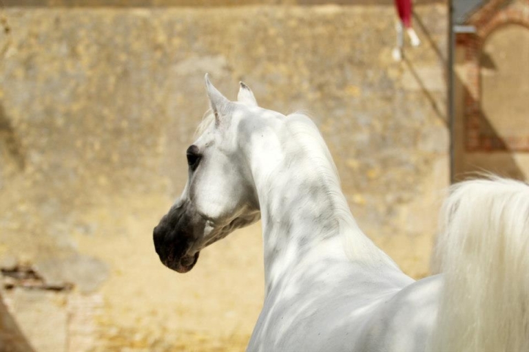 https://www.redwoodlodgearabians.com/core/image.php?src=app/media/uploads/website/30/photos/website_horses/2213/IMG_0075.JPG&width=768&height=512