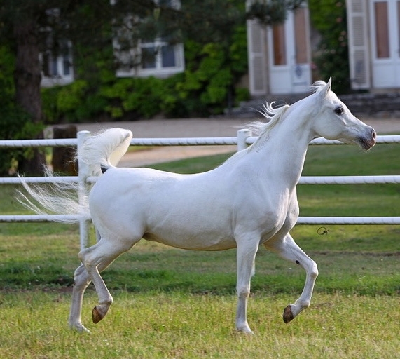 https://www.redwoodlodgearabians.com/core/image.php?src=app/media/uploads/website/30/photos/website_horses/2213/IMG_0192.jpg&width=768&height=512