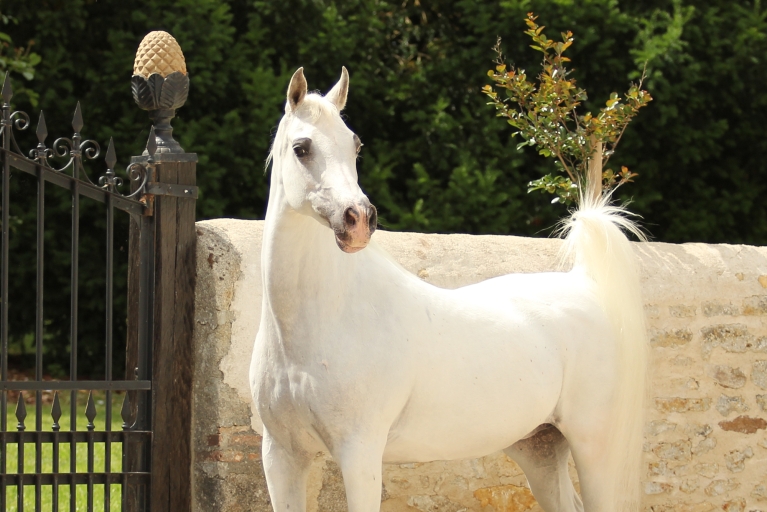 https://www.redwoodlodgearabians.com/core/image.php?src=app/media/uploads/website/30/photos/website_horses/2213/Malikah_Estopa.jpg&width=768&height=512